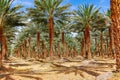 Plantation of Phoenix dactylifera, commonly known asÃÂ dateÃÂ or